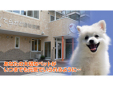 てらかど動物病院