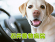 石井動物病院
