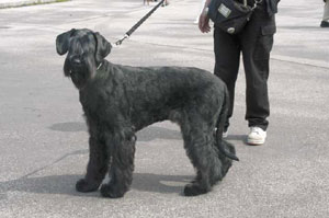 ジャイアント・シュナウザー