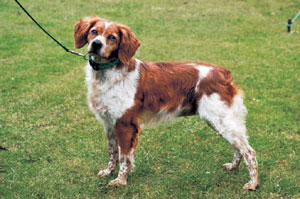 ブリタニー・スパニエル