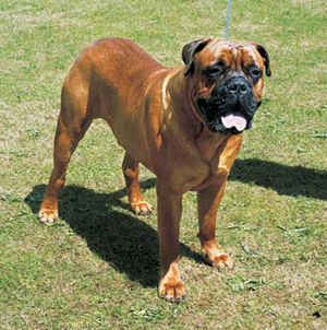 ブルマスティフ