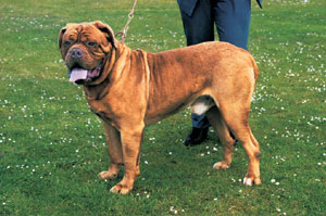 ボルドー・マスティフ