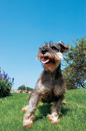 ミニチュア・シュナウザー