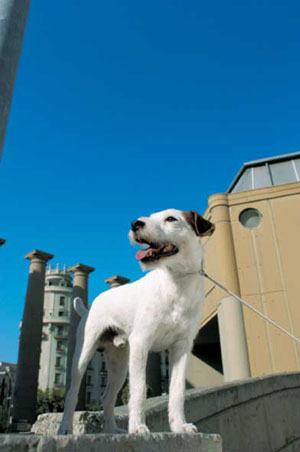 パーソン・ラッセル・テリア