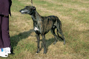 グレーハウンド