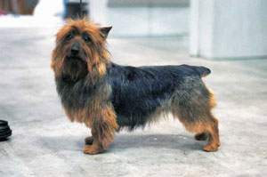 オーストラリアン・テリア