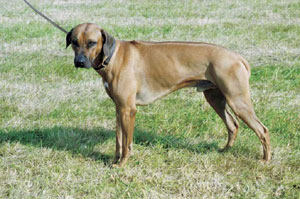 ローデシアン・リッジバック