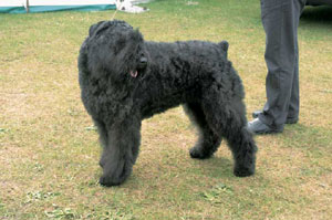 ブービエ・デ・フランダース