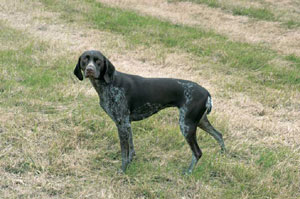 ジャーマン・ショートヘアード・ポインター