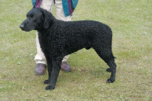 カーリーコーテッド・レトリーバー