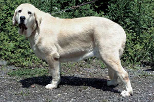 スパニッシュ・マスティフ