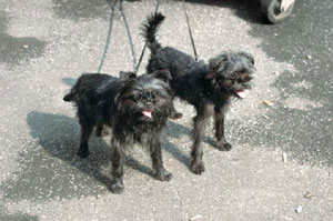 アーフェンピンシャー