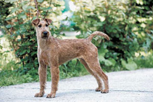 アイリッシュ・テリア