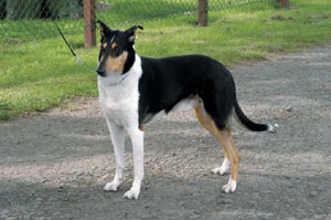 スムース・コリー