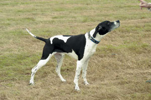 イングリッシュ・ポインター