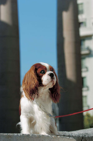 キャバリア・キング・チャールズ・スパニエル