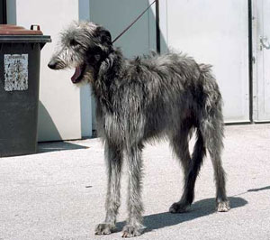 ディアハウンド