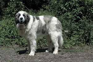 ピレニアン・マスティフ