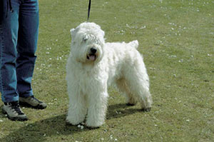 アイリッシュ・ソフトコーテッド・ウィートン・テリア