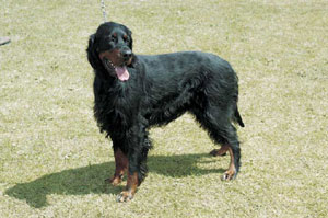 ゴードン・セター