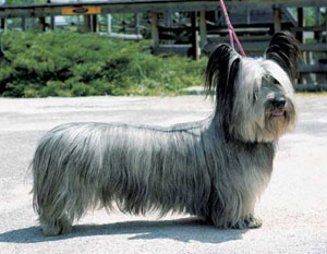 スカイ・テリア