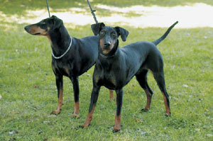 マンチェスター・テリア
