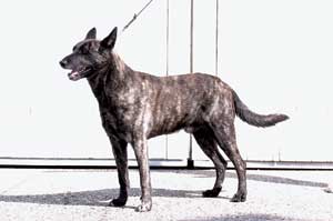 ダッチ・シープドッグ