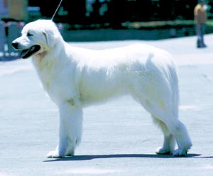 タトラ・シェパード・ドッグ