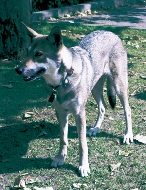 サーロス・ウルフドッグ