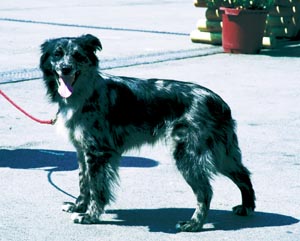 ピレニアン・シープドッグ・スムースフェイスド