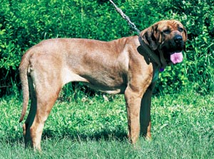 ブラジリアン・マスティフ