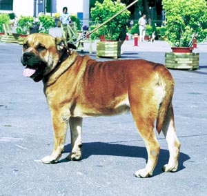 マヨルカ・マスティフ