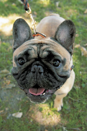 フレンチ・ブルドッグ