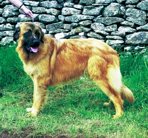 エストレラ・マウンテン・ドッグ