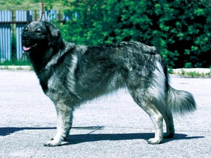 カルスト・シェパード・ドッグ