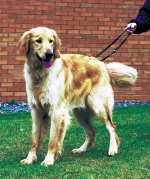 ホファヴァルト