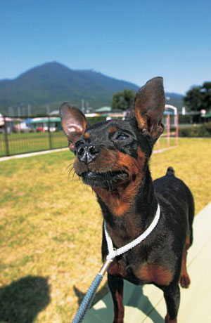 ミニチュア・ピンシャー