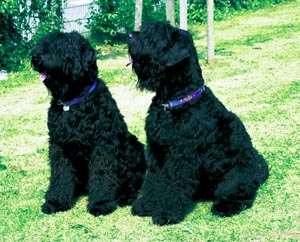 ロシアン・ブラック・テリア