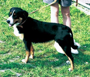 アペンツェル・キャトル・ドッグ