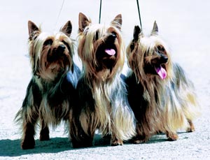 オーストラリアン・シルキー・テリア