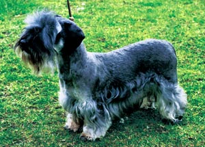 チェスキー・テリア