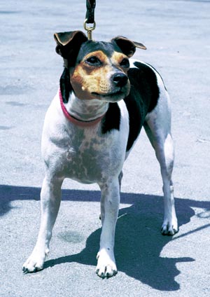 ブラジリアン・テリア