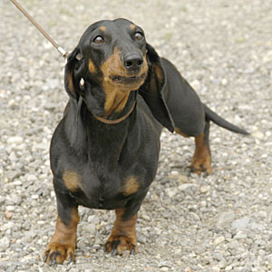 ダックスフンド