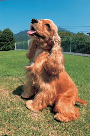 アメリカン・コッカー・スパニエル