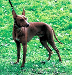 チルネコ・デル・エトナ