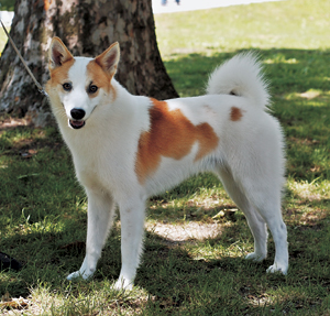 ノルボッテン・スピッツ