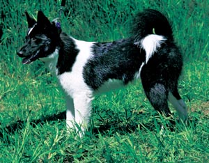 ロシアン・ヨーロピアン・ライカ