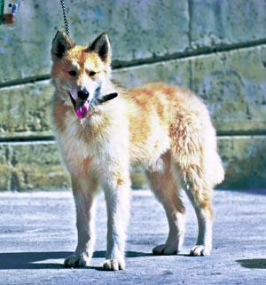 イースト・シベリアン・ライカ