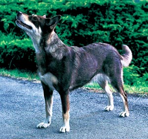 ラピンポロコイラ