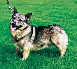 スウェディッシュ・バルハウンド